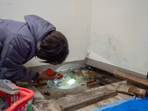 Best Air Quality Testing for Mold Spores  in Lincoln Park, MI