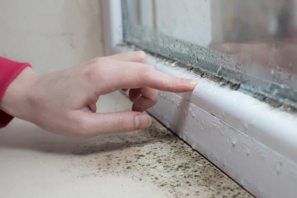 Best Black Mold Removal  in Lincoln Park, MI